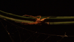 Crab Spider