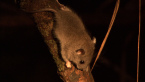 Fawn-footed Melomys