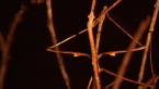 Gorgon Stick Insect