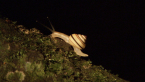 Northern Rivers Tree Snail