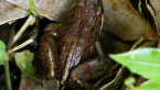 Striped Marsh Frog