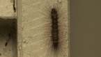 Lichen Moth Larva