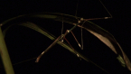Banded-legged Stick Insect