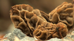Morels