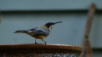 Eastern Spinebill