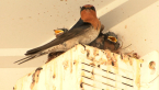 Welcome Swallow