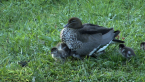 Female Wood Duck