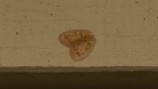 Silky Lacewing
