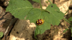 Eucalypt Leaf Beetle