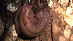 Red Triangle Slug