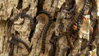 Flat-backed Millipedes