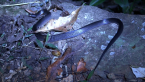 Small-eyed Snake