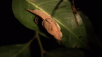 Hooded Semi-slug