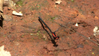 Flame Flatwing Damselfly