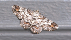 Cleora Looper Moth