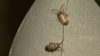 Fig Beetles