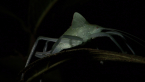 Moulting Katydid Nymph