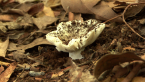 Mycorrhizal Mushroom