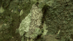 Geometrid Moth
