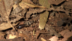 Earwig