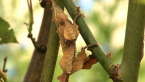 Female Spiny Leaf Insect