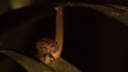 Black-spotted Semi-slug