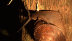 Richmond River Keeled Snail