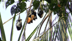 Grey-headed Flying Foxes