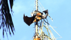 Grey-headed Flying Fox