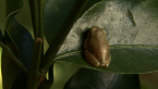 Cascade Treefrog