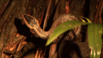 Golden-crowned Snake