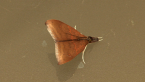 Tree Lucerne Moth