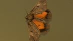 Electric Moth