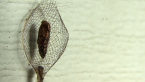 Moth Cocoon