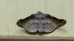 Turner's Wine Moth