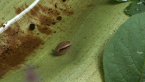 Pink Glass Snail