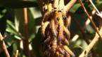Sawfly Larvae