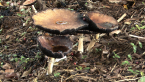 Agaric Mushrooms