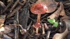 Redlead Roundhead