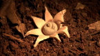 Earth Star Fungus