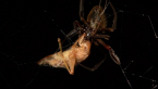 Garden Orb-weaving Spider