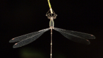 Southern Whitetip Dragonfly