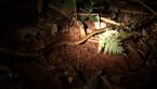 Brown Tree Snake