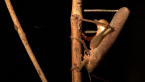 Katydid Laying Eggs