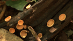 Cup Fungi