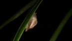 Hooded Semi-slug