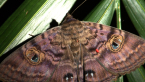 Granny's Cloak Moth