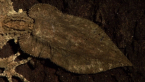 Leaf -tail