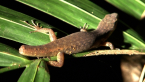 Skink Minus Tail