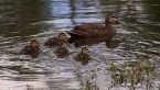Pacific Black Duck and Ducklings